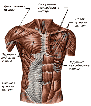 Межреберные мышцы – определение и функция